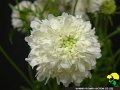 Scabiosa japonica Snow Meiden